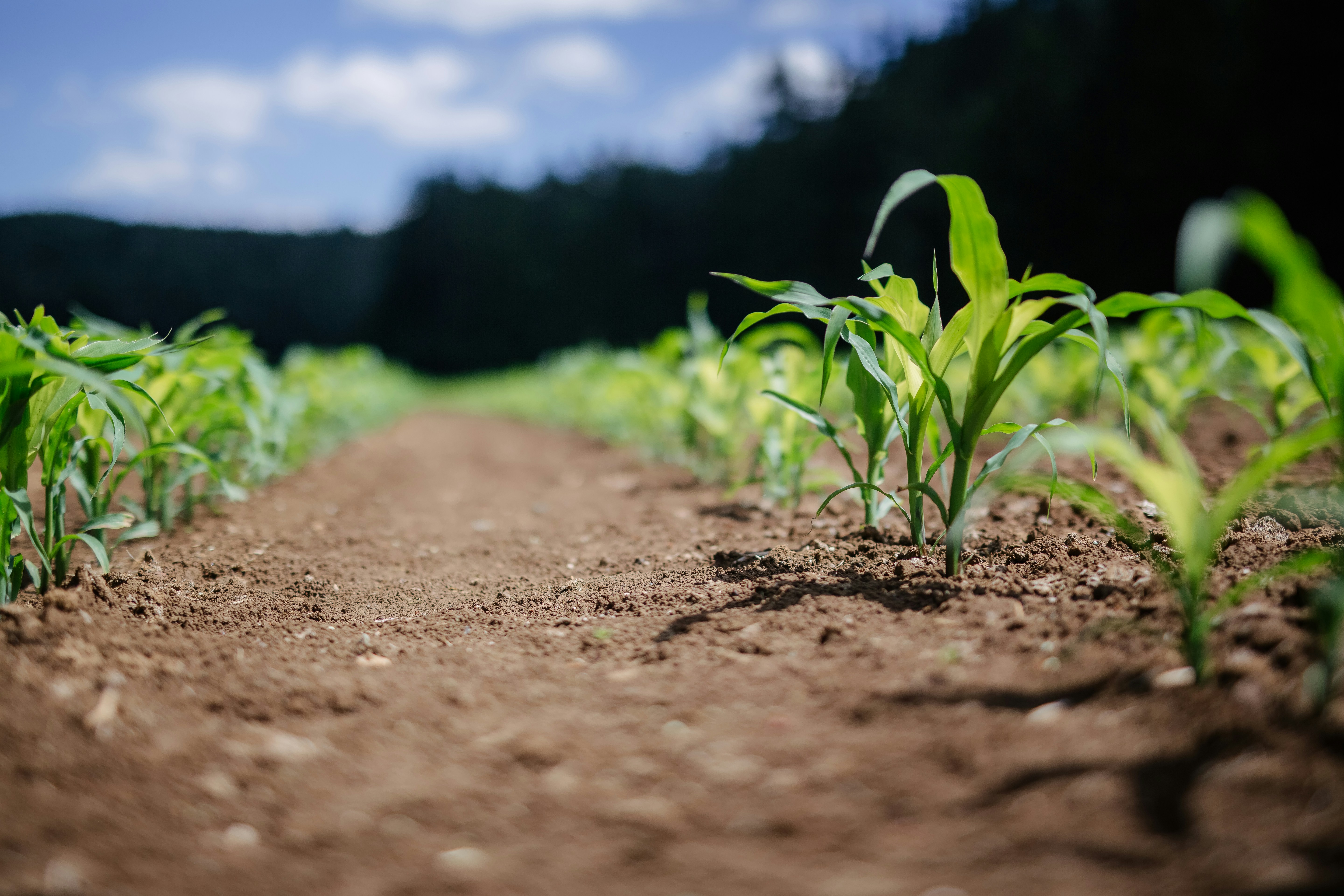Crop Production