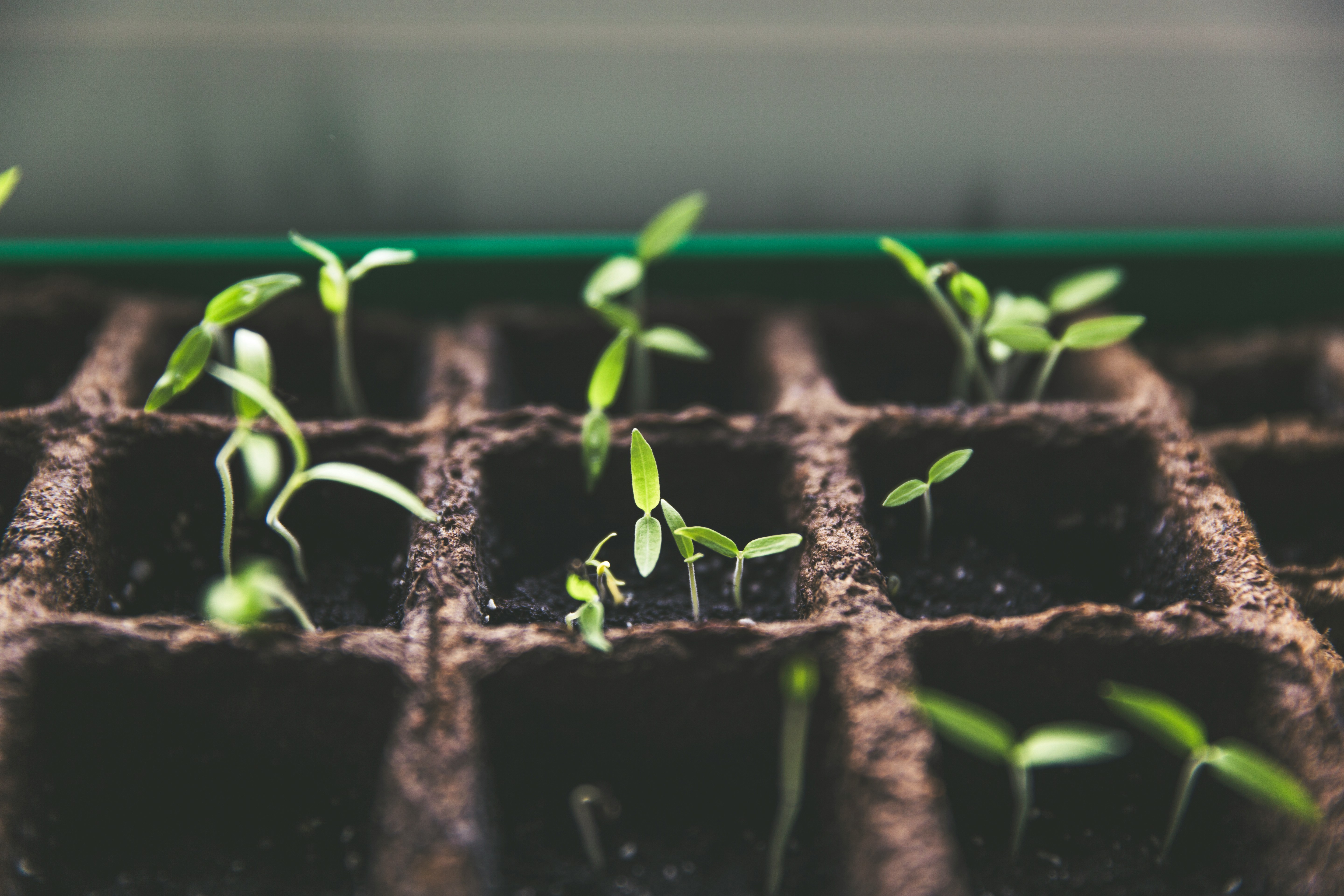 Diploma in Agriculture