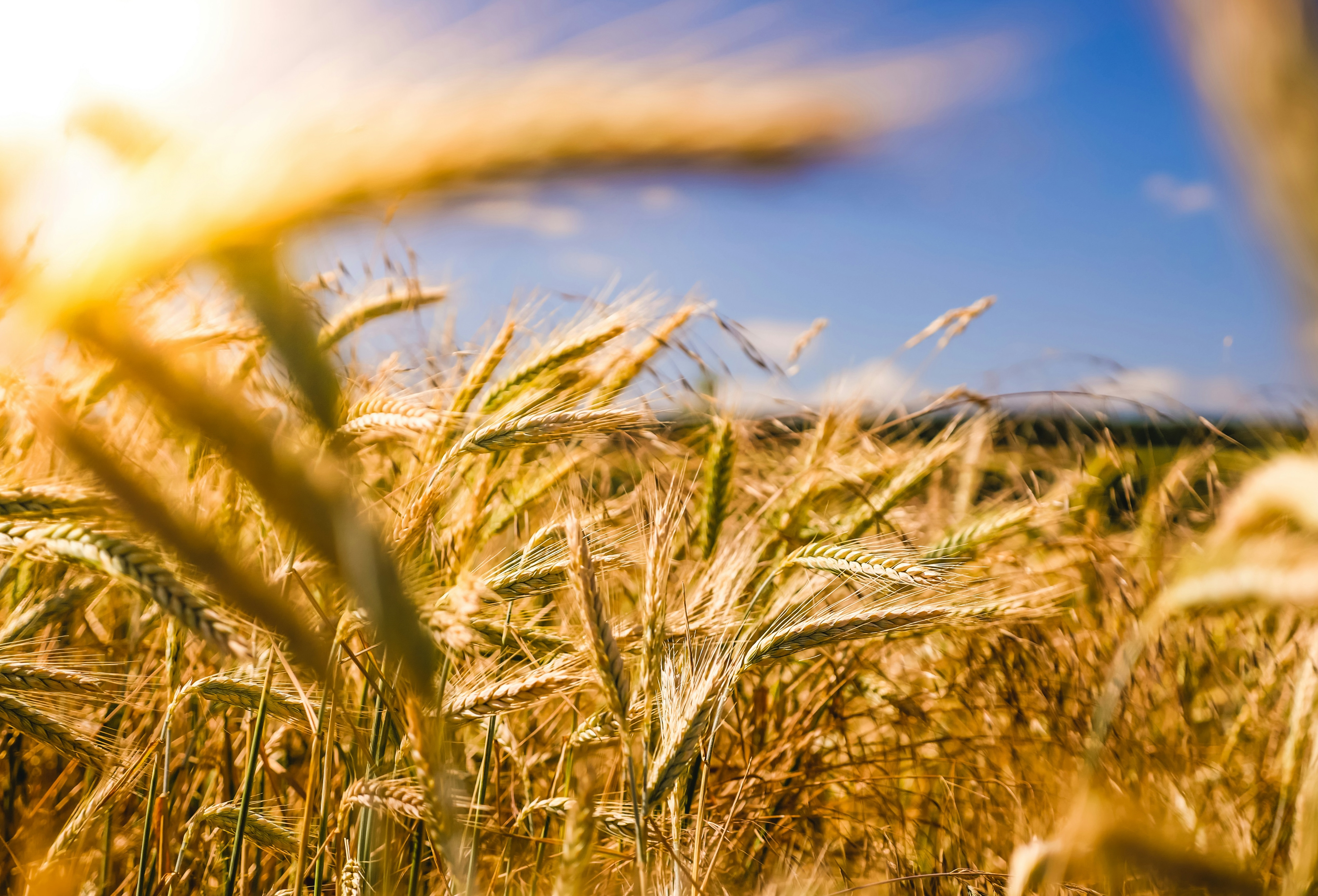 Crop Production