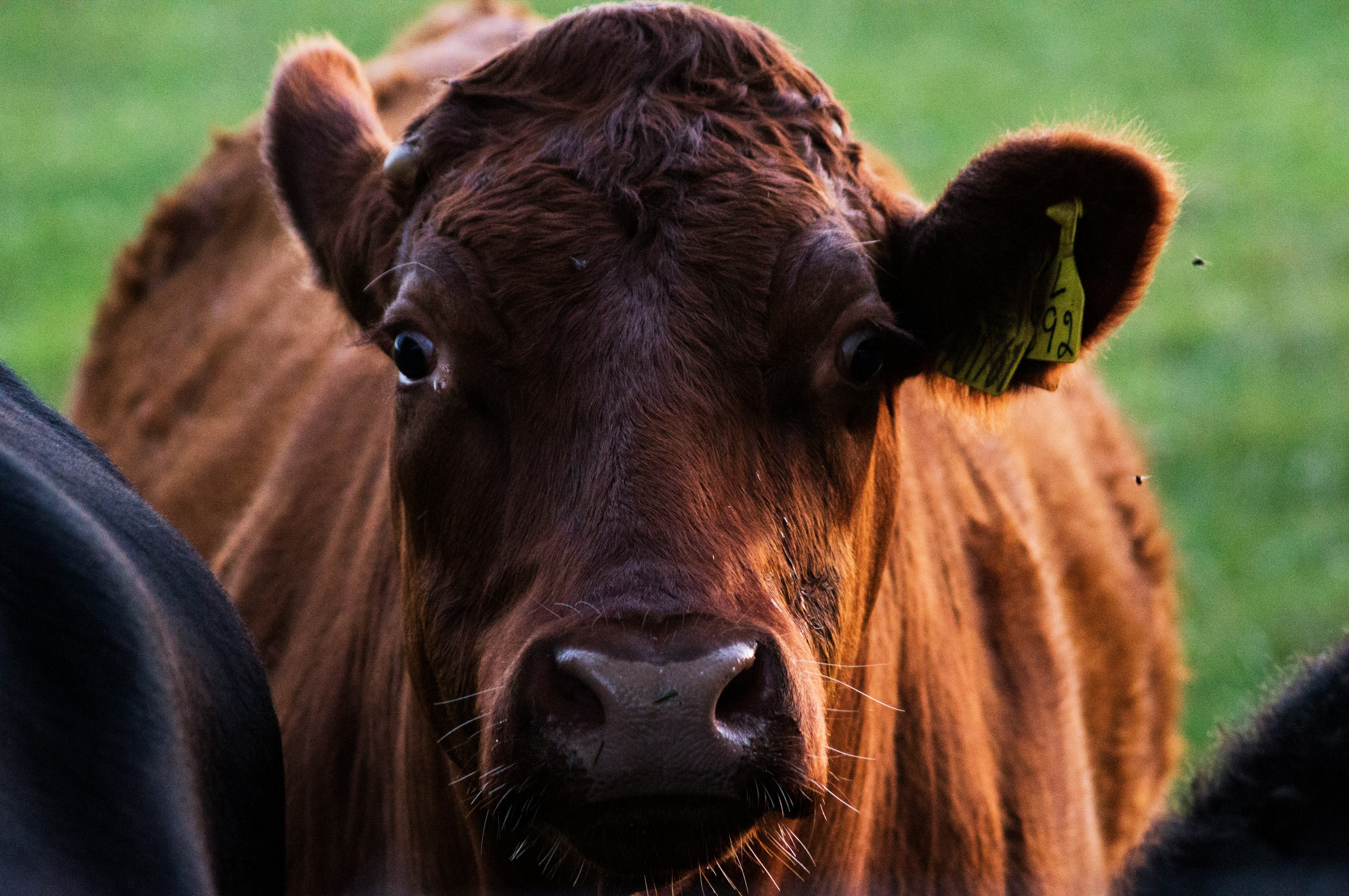 Animal Production